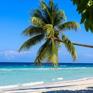 A serene tropical beach scene with a lone palm tree overlooking the turquoise ocean under a clear blue sky.